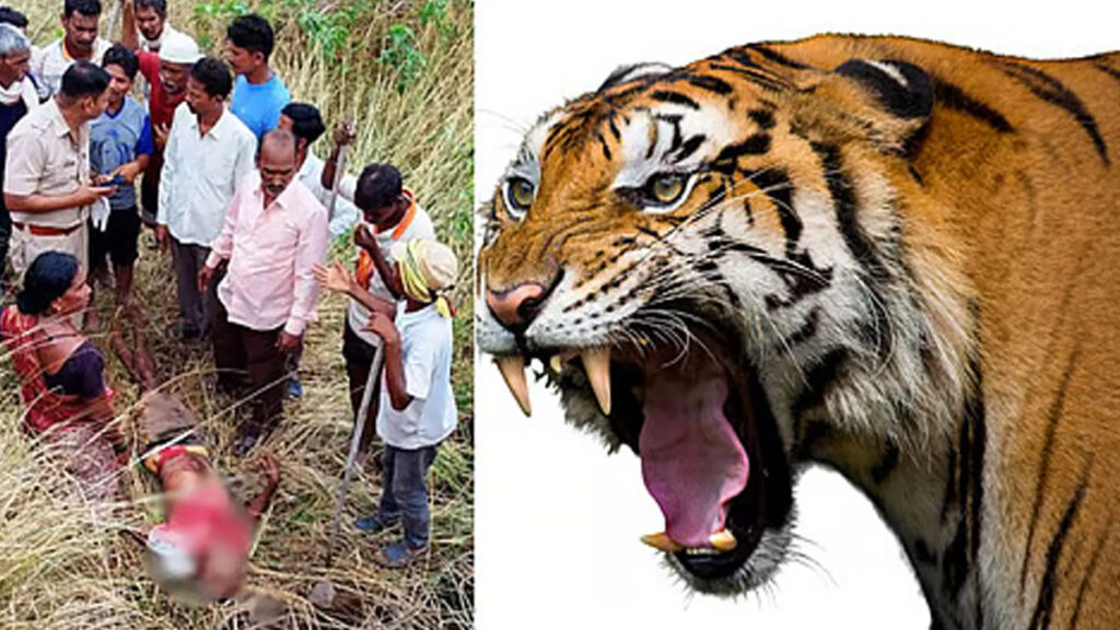 बाघ के हमले में महिला मृत फिर चरवाहा बना शिकार [Chandrapur Mul Tiger]