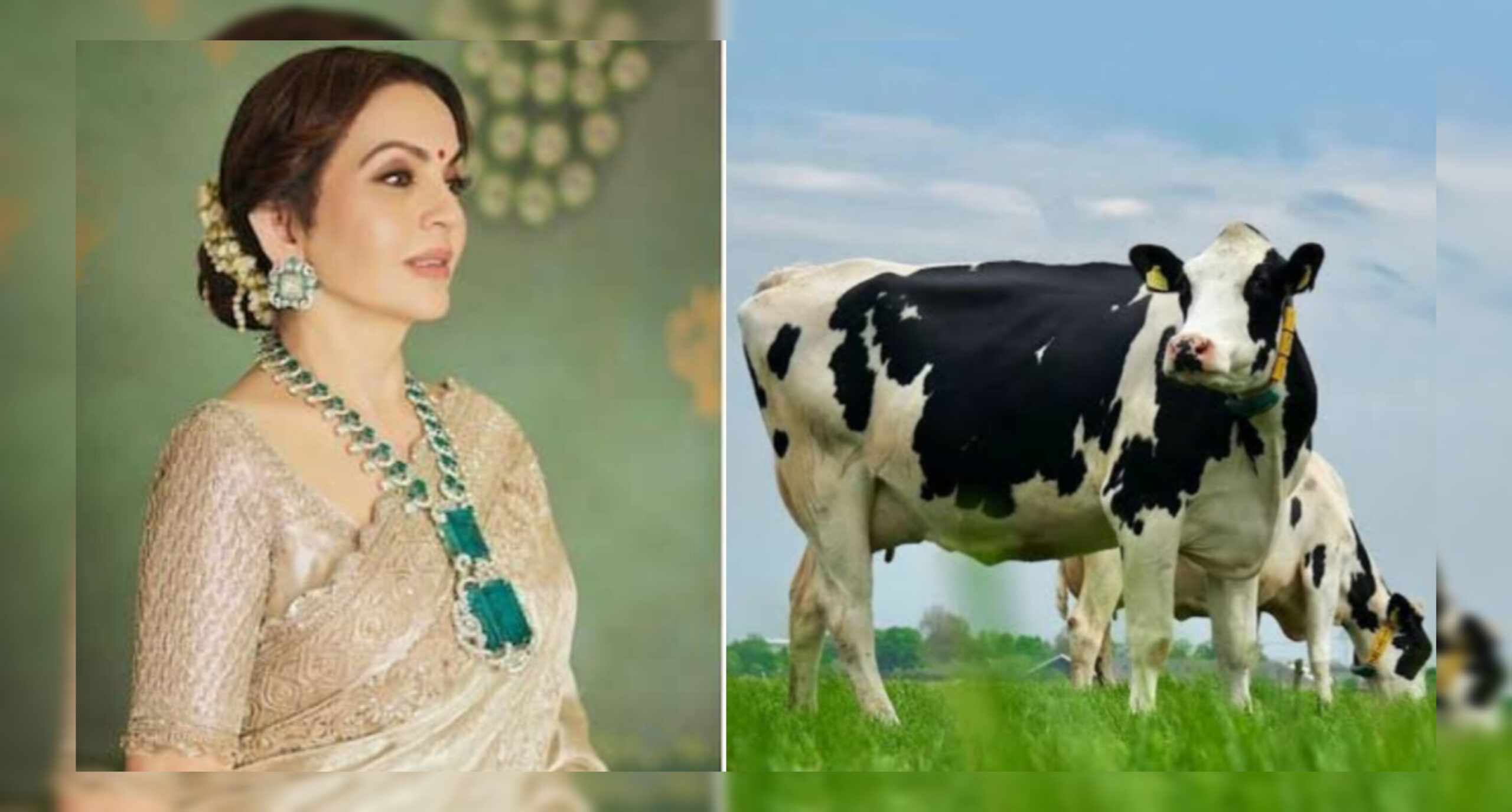 नीता अंबानी, गाय का दूध, ₹25 हजार गद्दा, हेल्थ सीक्रेट, 1 लीटर दूध की कीमत, लग्जरी लाइफस्टाइल, RO पानी, ऑर्गेनिक दूध