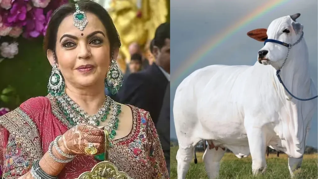 नीता अंबानी की लग्जरी हेल्थ सीक्रेट: ₹25 हजार गद्दे पर सोने वाली गाय का दूध पीती हैं!