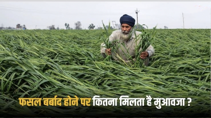 फसल हुई बर्बाद: पीएम फसल बीमा योजना बताएगी कैसे और कितना मिलेगा मुआवजा